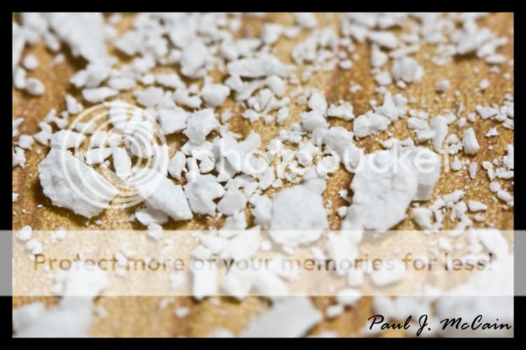 IMAGE: http://i691.photobucket.com/albums/vv271/pauljmccain/090117/IMG_1952s.jpg