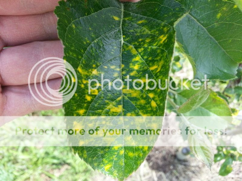 photo 20130527applemosaicvirus_zps8aa04ac0.jpg
