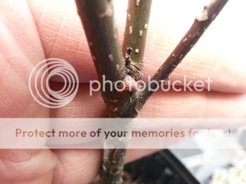 photo 20130527strangecaseonstem_zps58f43e71.jpg