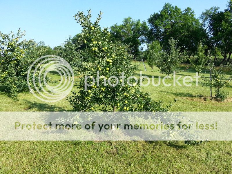 2013 Goldrush overload photo 2013Goldrushoverload_zps19c1fd9b.jpg