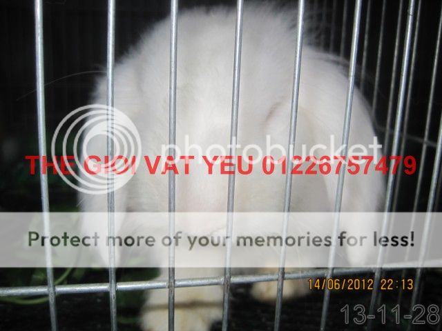 Thế giới Vật Yêu- Thiên đường Vậy yêu Hamster-Nhím-THỏ-Bọ , cung cấp sỉ - 17