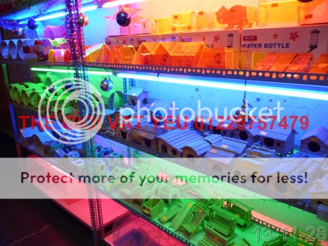 Thế giới Vật Yêu- Thiên đường Vậy yêu Hamster-Nhím-THỏ-Bọ , cung cấp sỉ - 15