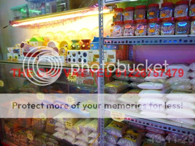 Thế giới Vật Yêu- Thiên đường Vậy yêu Hamster-Nhím-THỏ-Bọ , cung cấp sỉ - 14