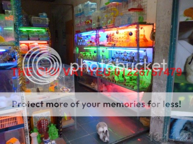 Thế giới Vật Yêu- Thiên đường Vậy yêu Hamster-Nhím-THỏ-Bọ , cung cấp sỉ - 13