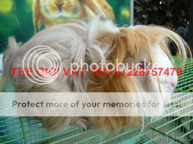 Thế giới Vật Yêu- Thiên đường Vậy yêu Hamster-Nhím-THỏ-Bọ , cung cấp sỉ - 10