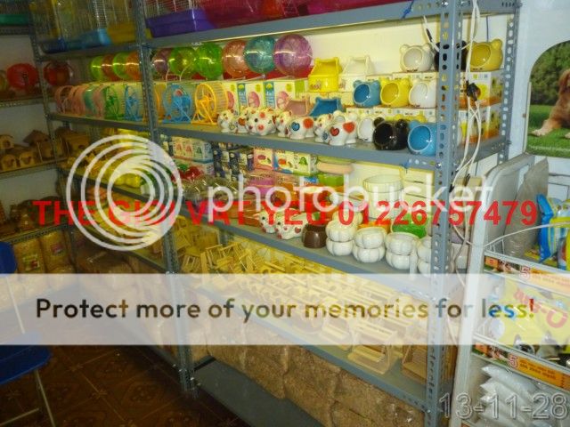 Thế giới Vật Yêu- Thiên đường Vậy yêu Hamster-Nhím-THỏ-Bọ , cung cấp sỉ - 2