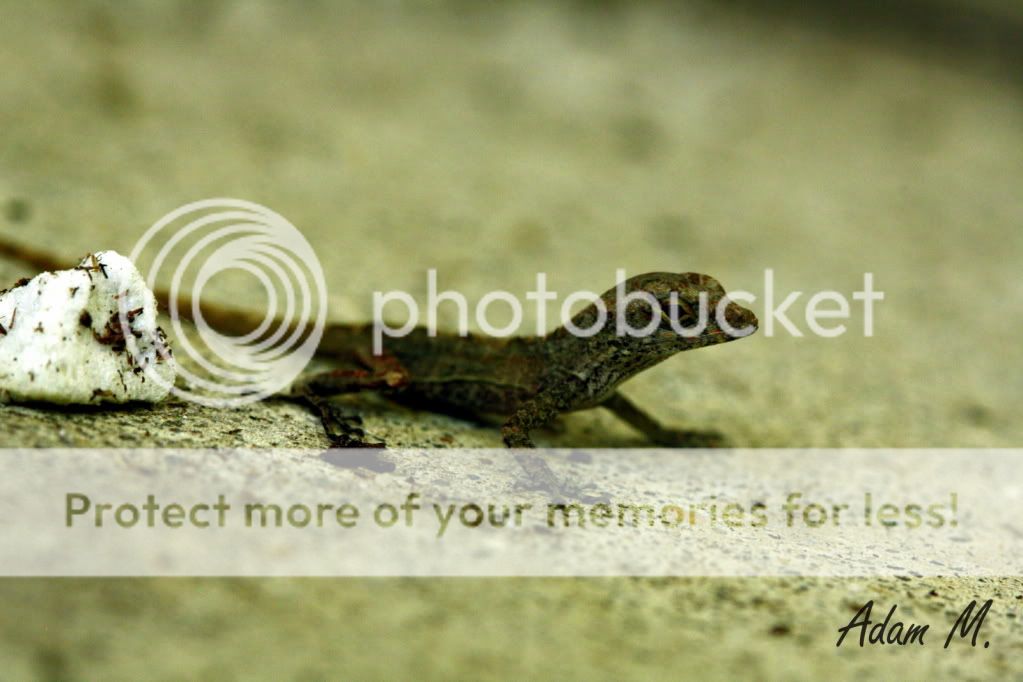 Indiana Lizard ID The Planted Tank Forum