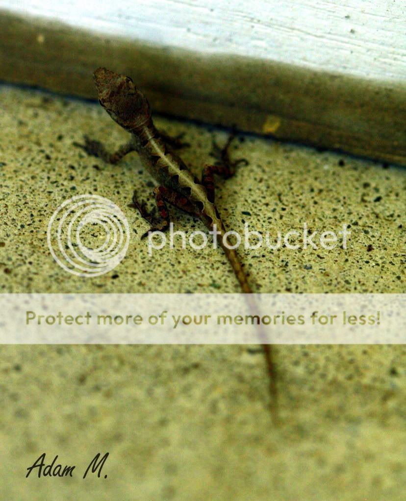 Indiana Lizard ID The Planted Tank Forum