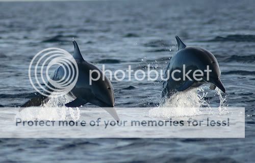 Dolphins Watching at Lovina Beach Bali