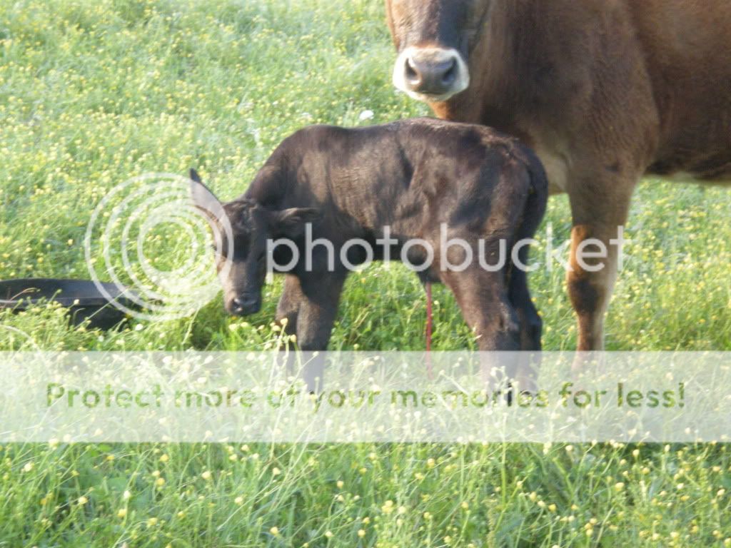 Nice morning to be born (Pictures) - Cattle