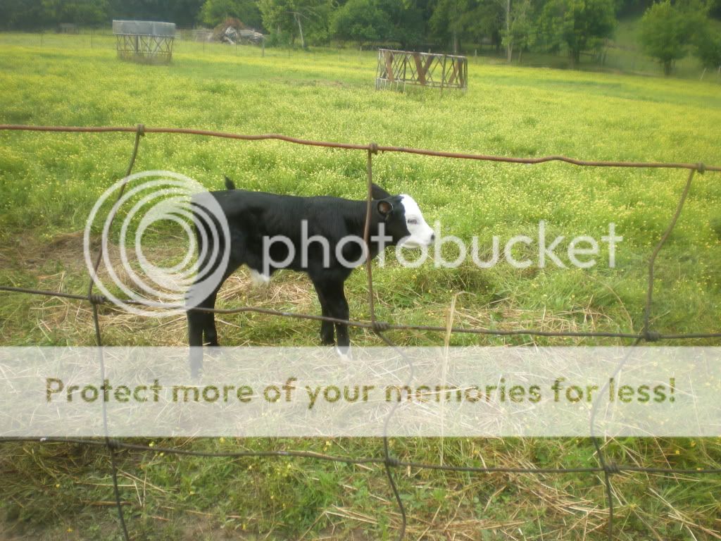 Nice morning to be born (Pictures) - Cattle