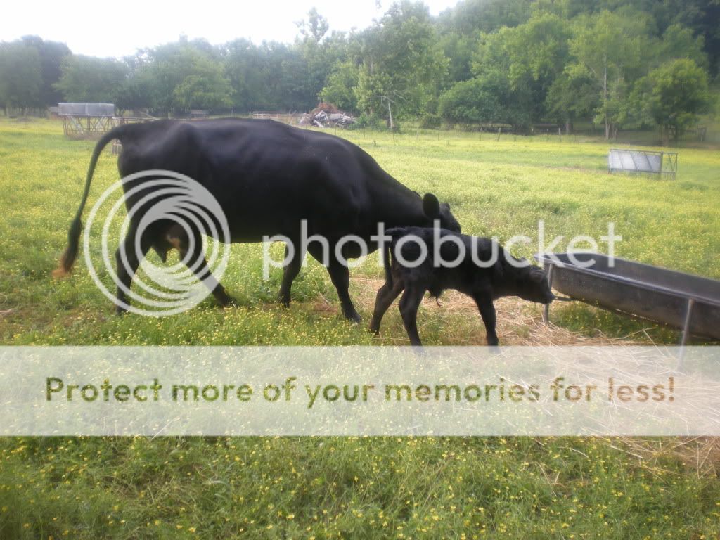 Nice morning to be born (Pictures) - Cattle