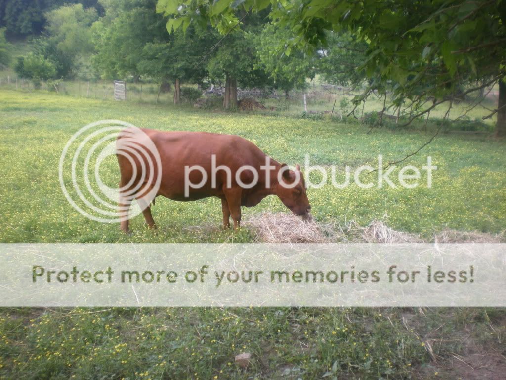 Nice morning to be born (Pictures) - Cattle