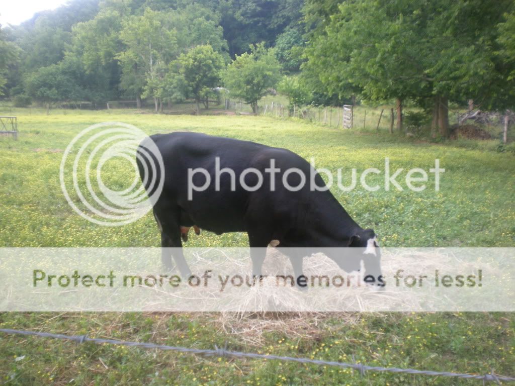 Nice morning to be born (Pictures) - Cattle