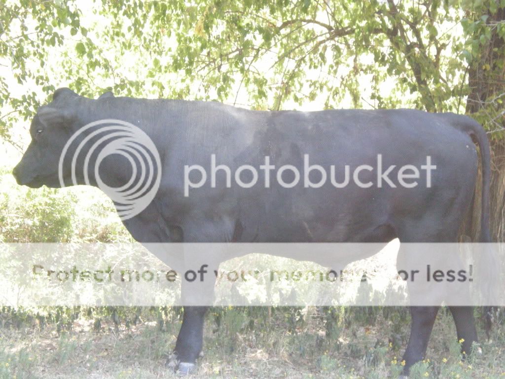 Pictures of this morning (Picture Heavy) - Cattle