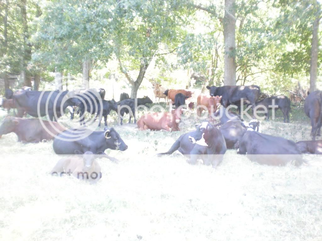 Pictures of this morning (Picture Heavy) - Cattle