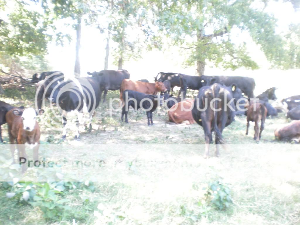 Pictures of this morning (Picture Heavy) - Cattle