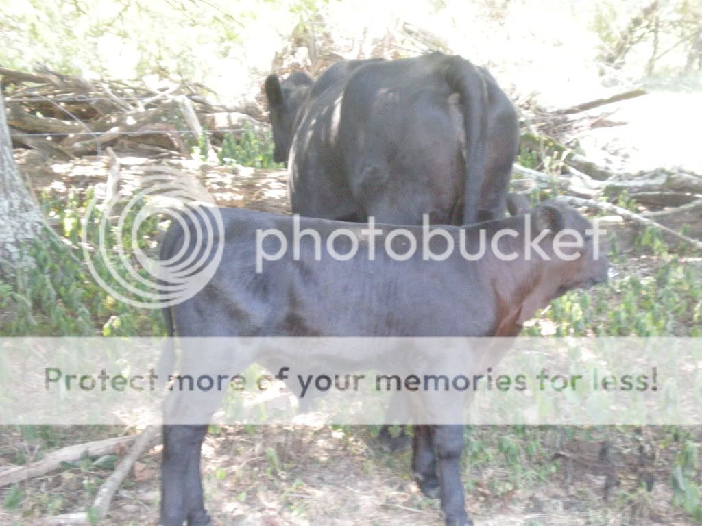 Pictures of this morning (Picture Heavy) - Cattle