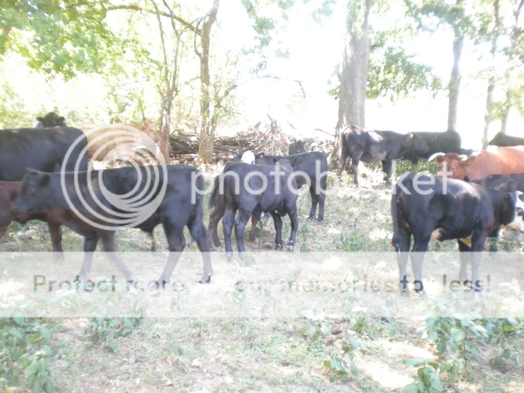 Pictures of this morning (Picture Heavy) - Cattle