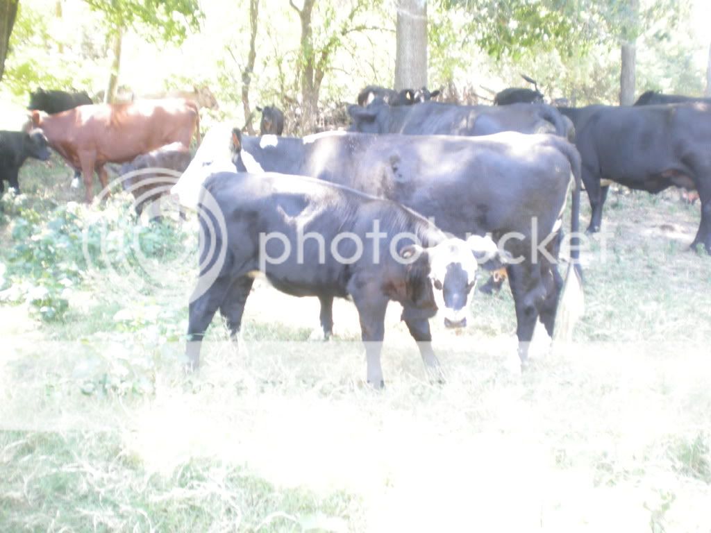 Pictures of this morning (Picture Heavy) - Cattle