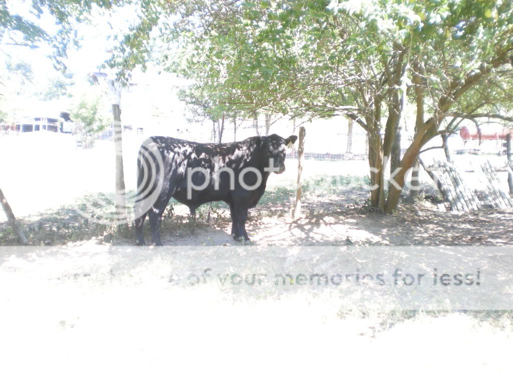 Pictures of this morning (Picture Heavy) - Cattle