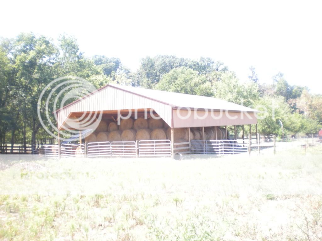 Pictures from this morning 2nd thread - Cattle