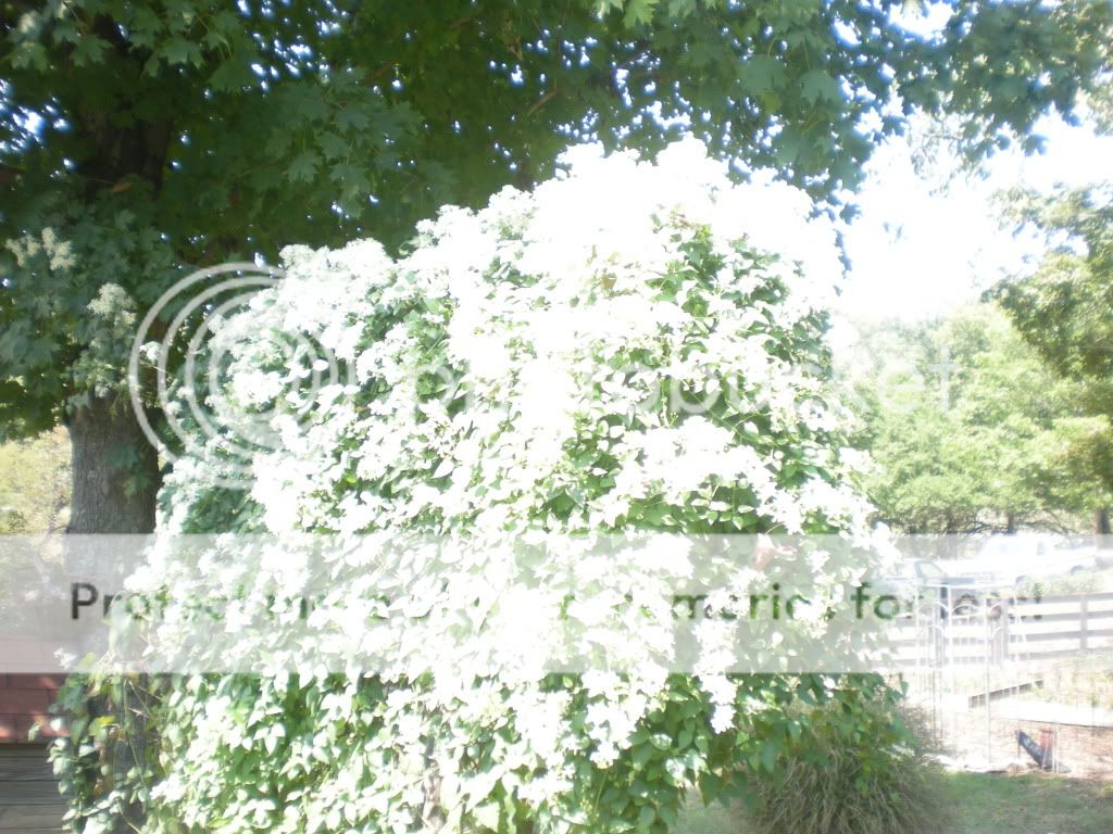 Pic 3 SAC