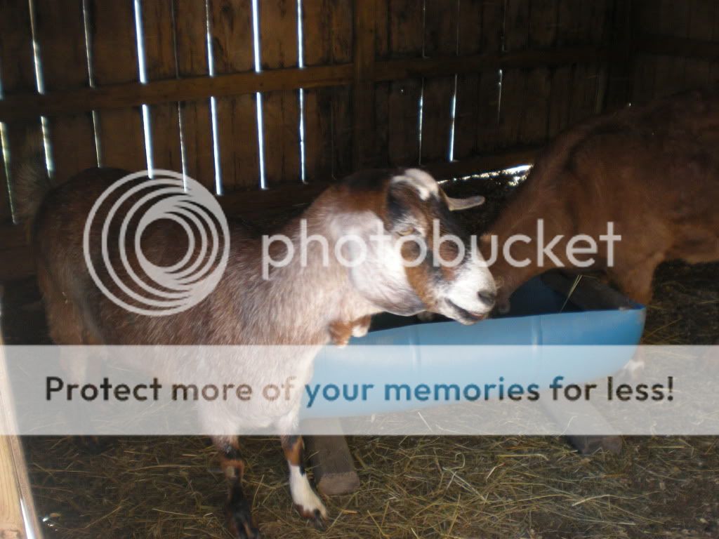 End of Year (pic) - Goats