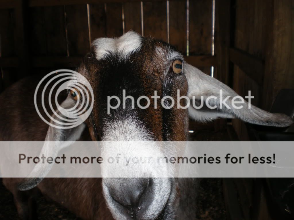 End of Year (pic) - Goats