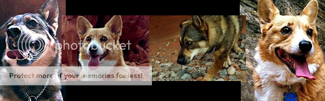 dog after anesthesia whining dog after anesthesia whining